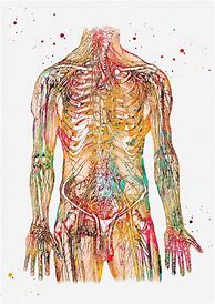 Image result for Art About Human Body