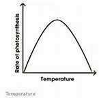 Image result for Photosynthesis Process Vector