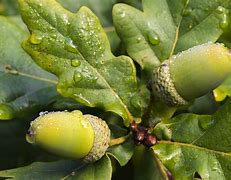 Image result for Oak Leaf Acorn