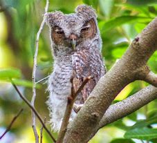 Image result for Brown Eastern Screech Owl