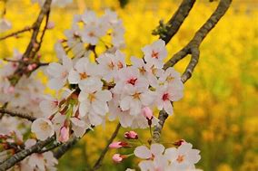 Image result for Cherry Blossom Tree When Not in Bloom