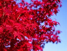 Image result for Red Leaf Japanese Maple Tree