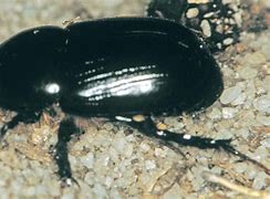 Image result for 1 Inch Black Beetle