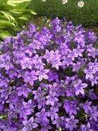 Image result for Perennial Flower Seeds