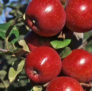 Image result for A Picture of an Apple Tree