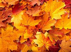 Image result for Fall Backgrounds Autumn Leaves