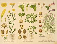 Image result for Branches of Science Chart