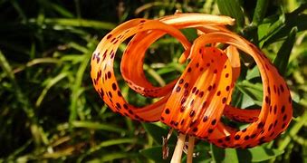 Image result for Tiger Lily Flower Parts