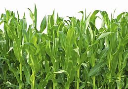 Image result for How to Plant Corn