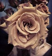 Image result for Brown Colored Flowers