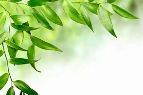 Image result for Background Flowers Leaf Green