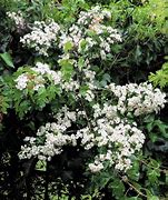 Image result for North American Flowering Trees