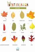 Image result for Fall Leaves Names