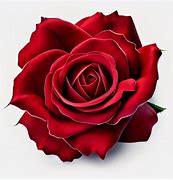 Image result for Bowed Red Rose White Background