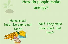 Image result for Photosynthesis Diagram AP Bio