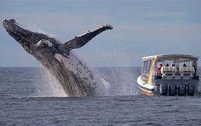 Image result for Blue Whale Breach Pic