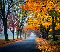 Image result for Photos of Fall Leaves