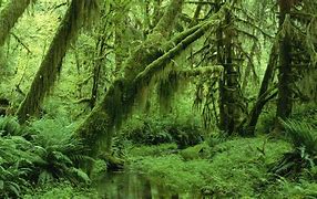 Image result for Jungle Tree Images