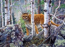 Image result for Paintings of Wild Animals