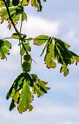 Image result for Chestnut