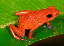 Image result for Red Frog Clip Art