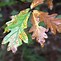 Image result for Quercus Alba Leaf