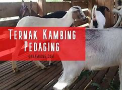 Image result for Contoh Rab Dalam Proposal Ternak Kambing