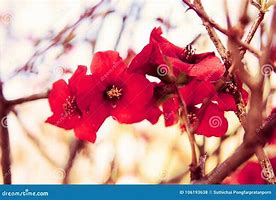 Image result for Wild Cherry Blossom Tree Close Up