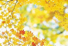 Image result for Fall Leaves Desktop