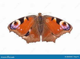 Image result for Orange Butterfly Fabric