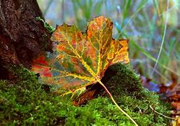 Image result for Fall Foliage in Delaware Park Buffalo NY