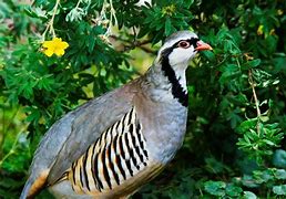 Image result for partridge bird painting