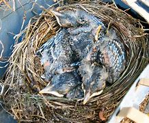 Image result for Hummingbird Bird Nest