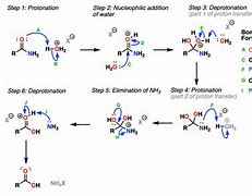 Image result for Hydrolysis of Amide