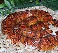 Image result for Types of Corn Snakes