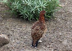 Image result for Free Printable Texas State Bird