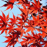 Image result for Sugar Maple Leaves Fall