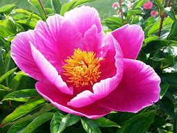 Image result for Peony Flower Tattoo Meaning