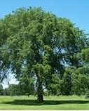 Image result for Common Trees in North Dakota