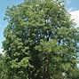 Image result for Common Trees in North Dakota