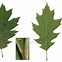 Image result for Red Oak Plant