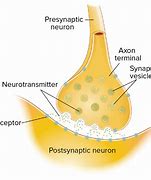 Image result for Neuron Structure in Neural Network