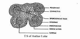 Image result for Red Algae Labelled Diagram