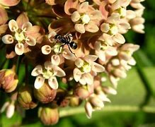 Image result for Peach Colored Flowers