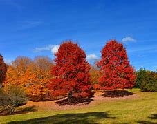 Image result for Sugar Maple Tree Leaves