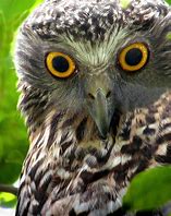 Image result for Owl On Branch Print Out