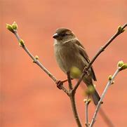 Image result for Kids Painting of Bird in a Tree