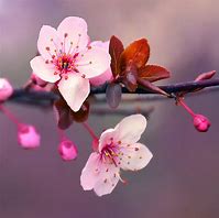 Image result for Cherry Blossom Name in Japan