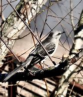 Image result for What Is the Texas State Bird