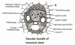 Image result for Red Algae Labelled Diagram